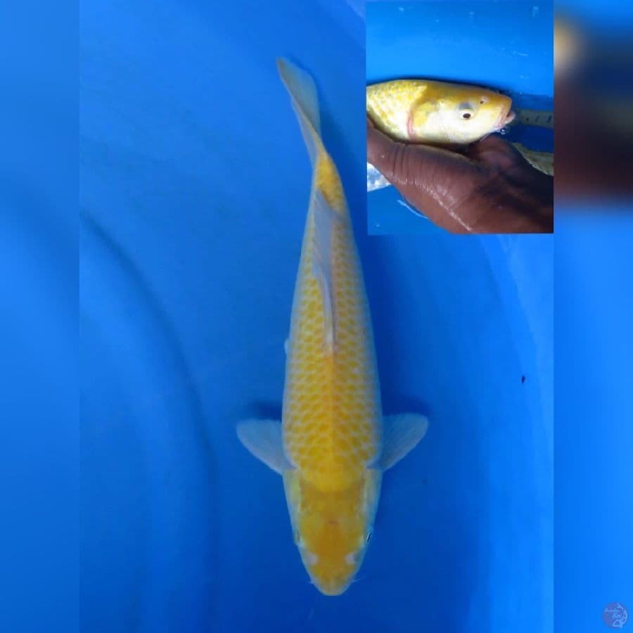 34cm - red eye - male jagung kuning