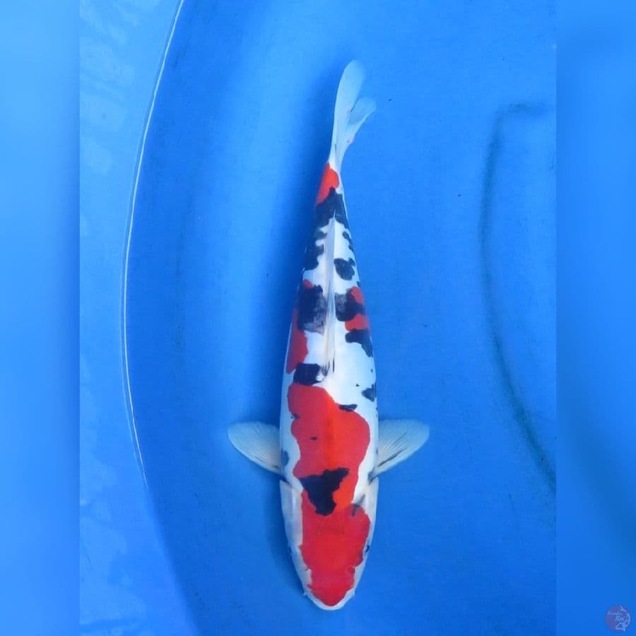 32cm - Sanke Doitsu Murni