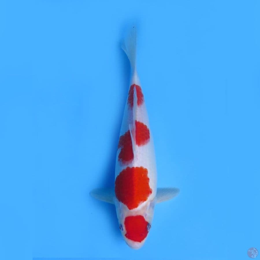 34cm - Yondan Kohaku Ori