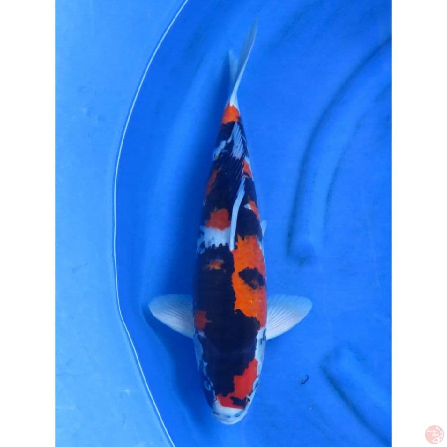 Showa Sanshoku Jantan - 45cm