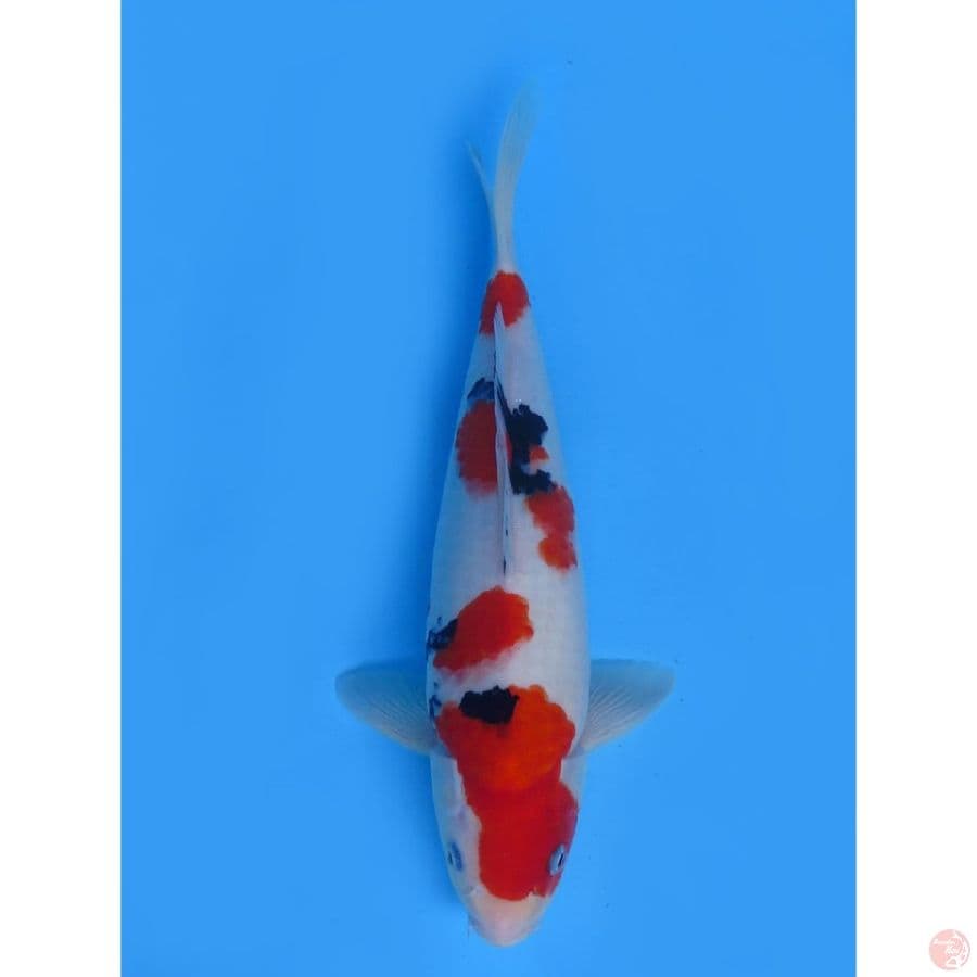 Sanke HQ - 35cm
