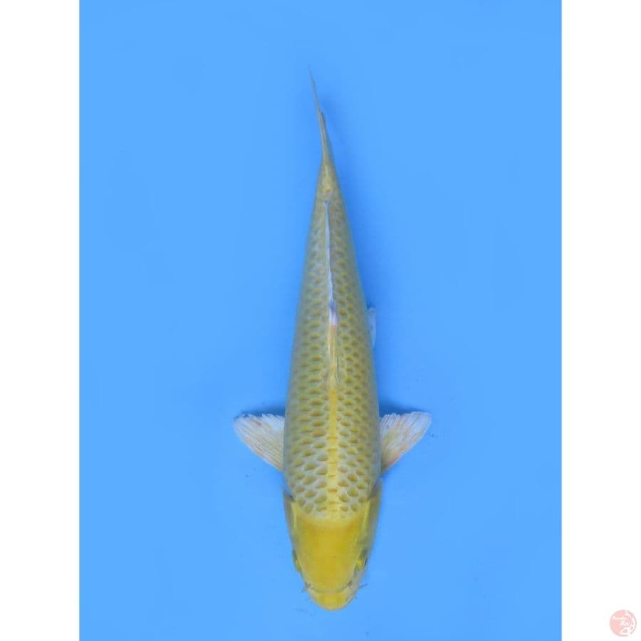 Ogon No bocor - 28cm