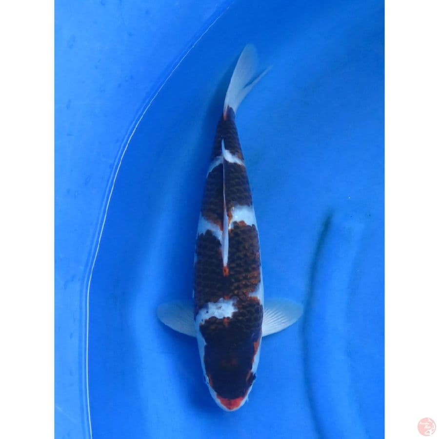 Budo Goromo Jantan - 37cm