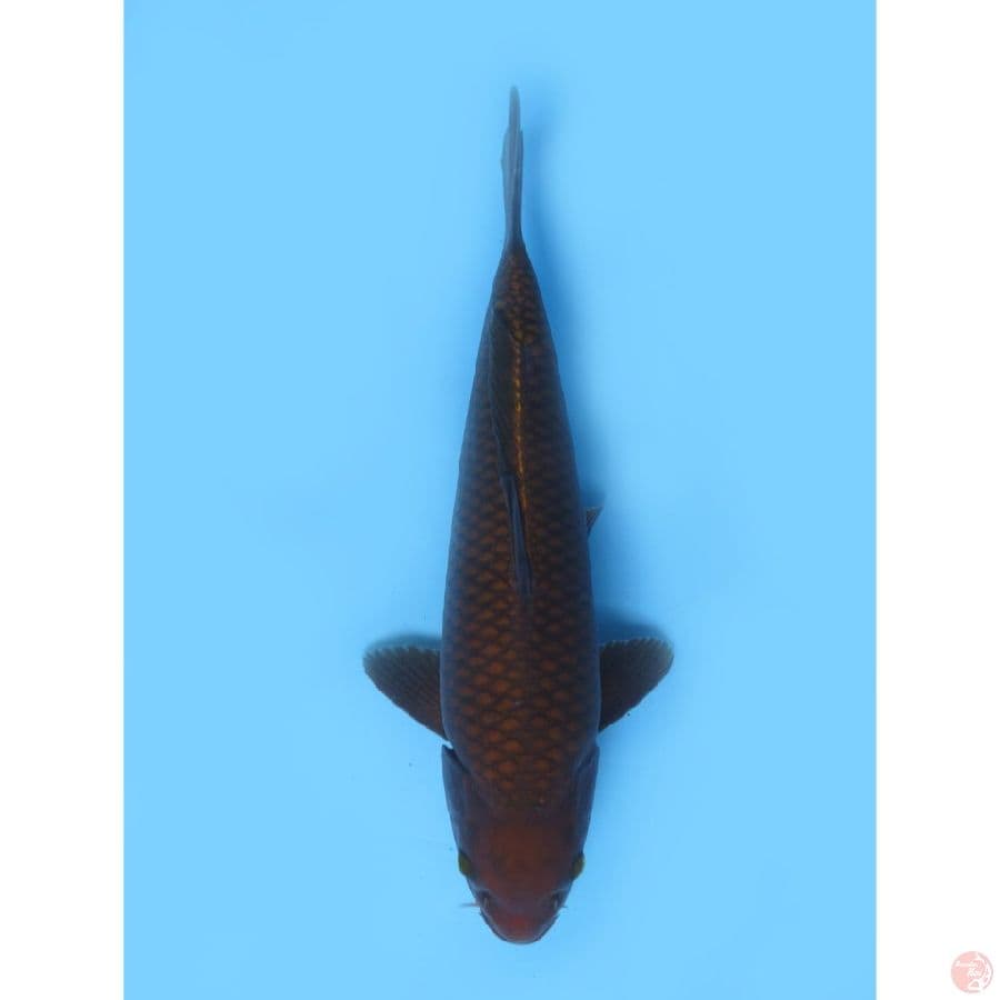 Chagoi Tembaga Jantan - 37cm