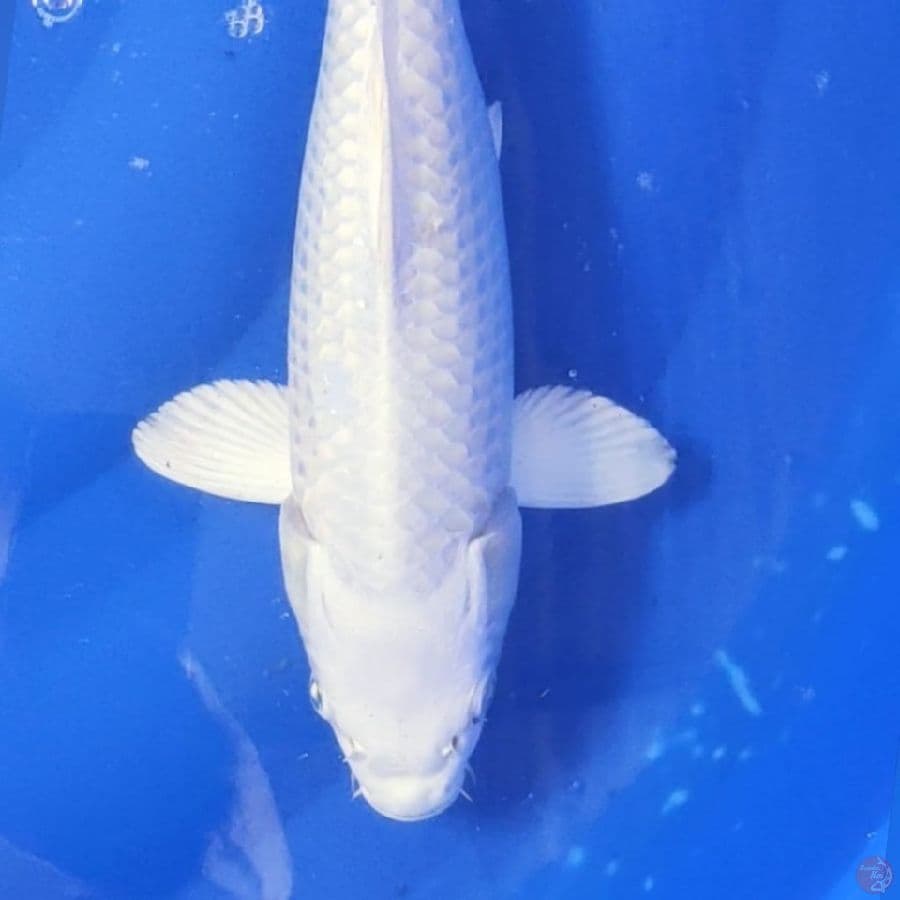 PLATINUM SALJU 31CM