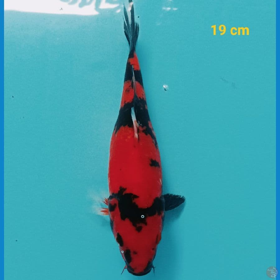 utsuri 19 cm