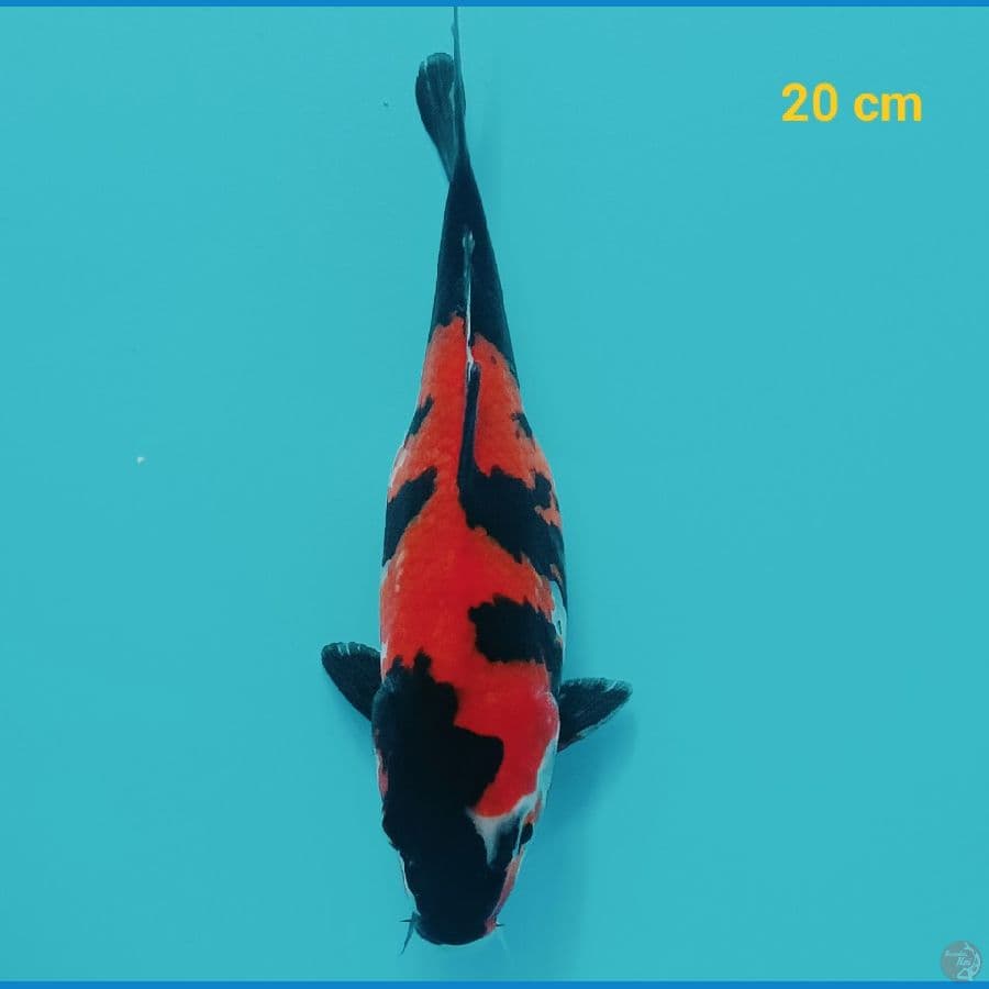 Hishowa 20 cm