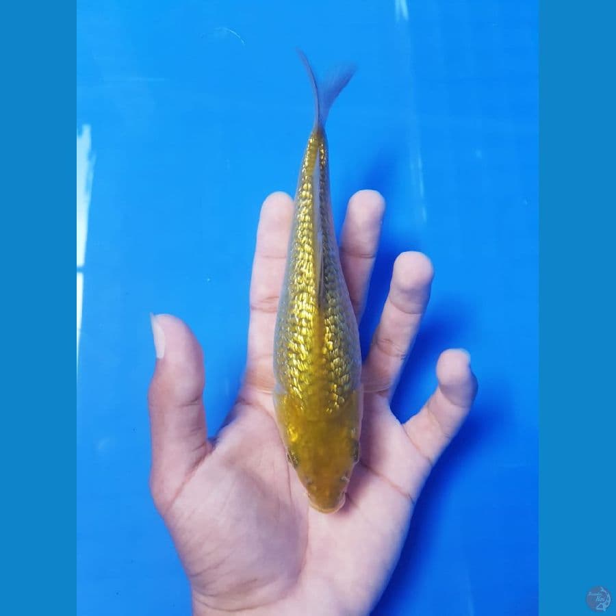 KARASHI 18 cm