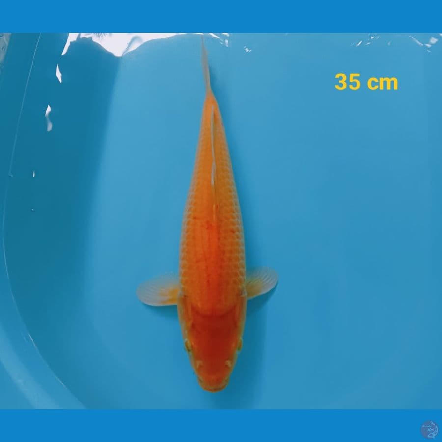 Karasi jagung 35 cm