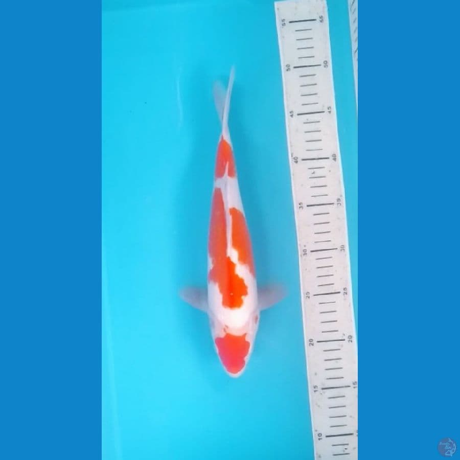 Kohaku 3step 32cm (F)