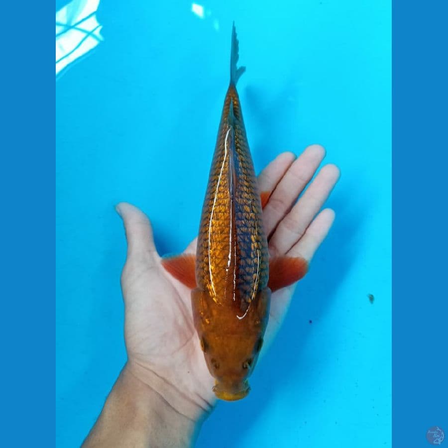 Cagoi Tembaga Full ginrin