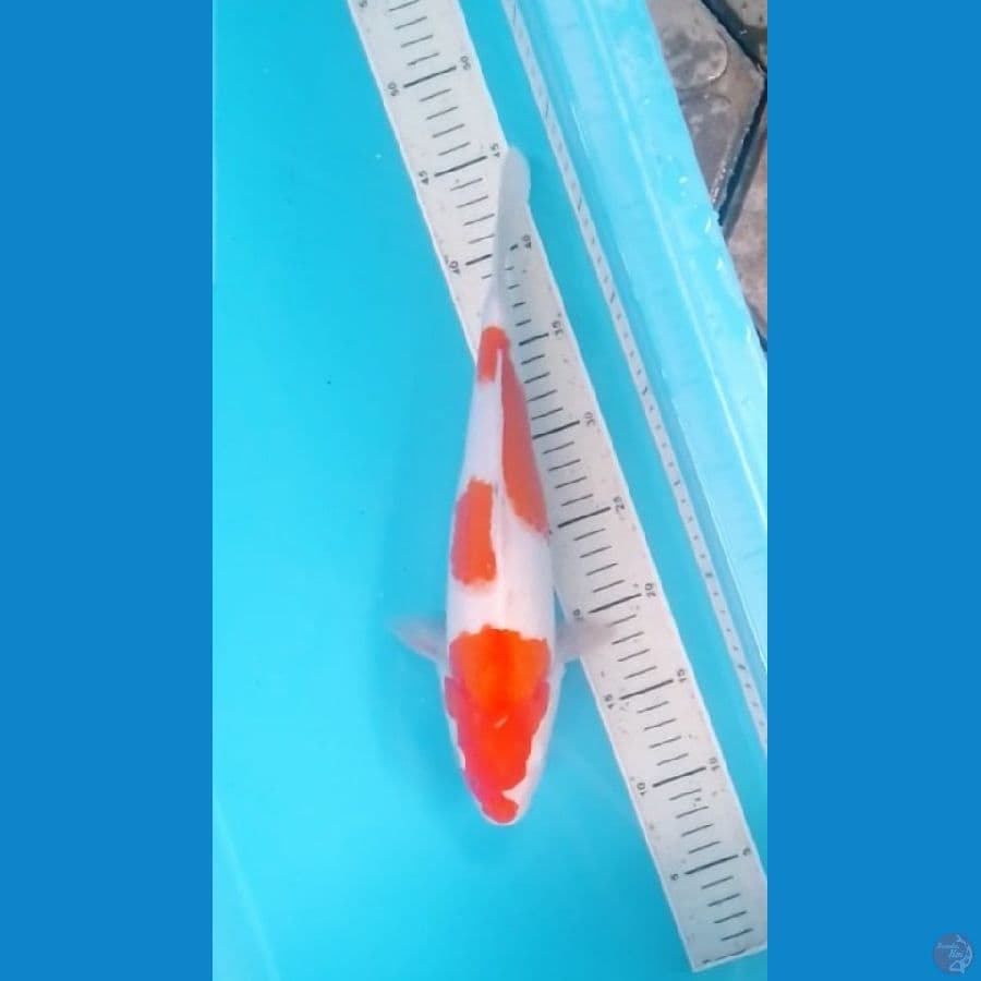 Kohaku 2step original 34cm (F)