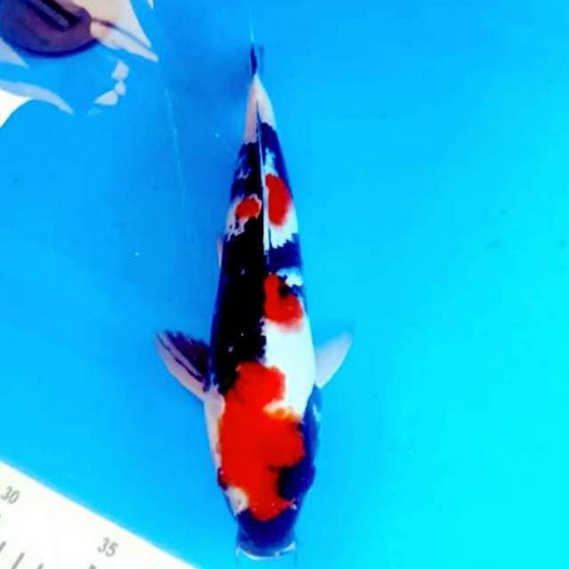 Showa merah 31cm bagus