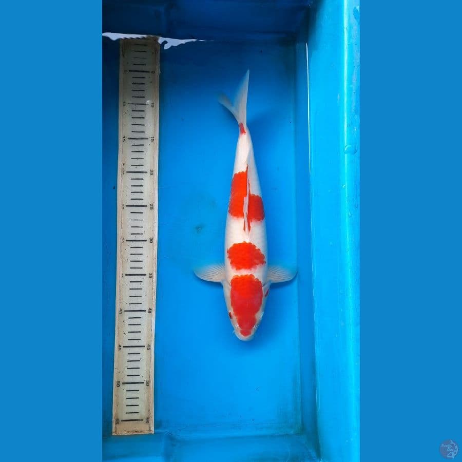 kohaku
