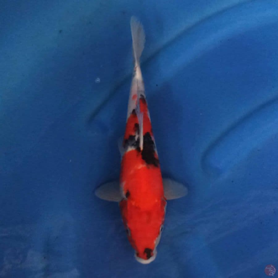 SHOWA 27 cm