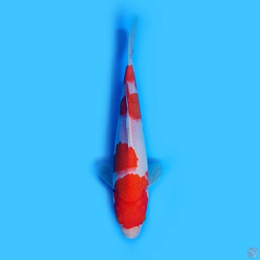 Kohaku 22cm Original