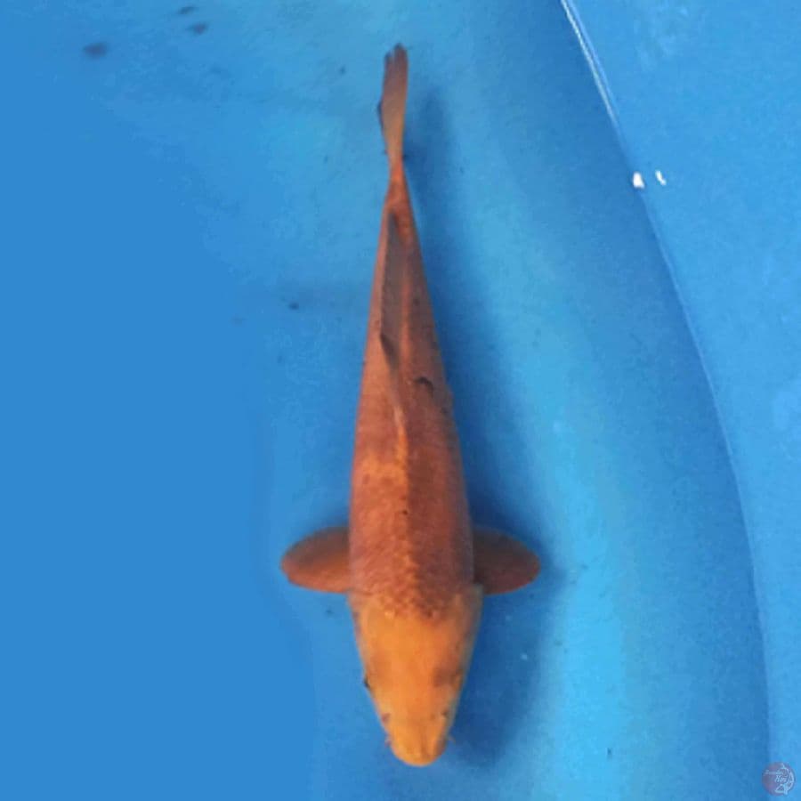 CHAGOI 33 cm