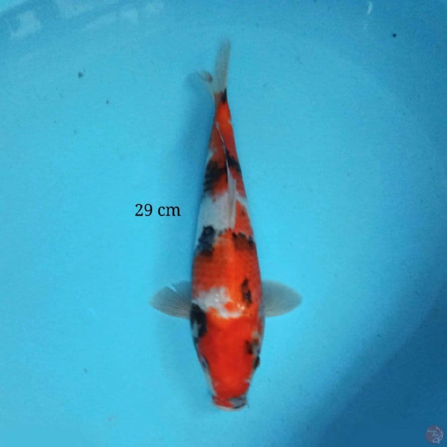 Showa 29 cm