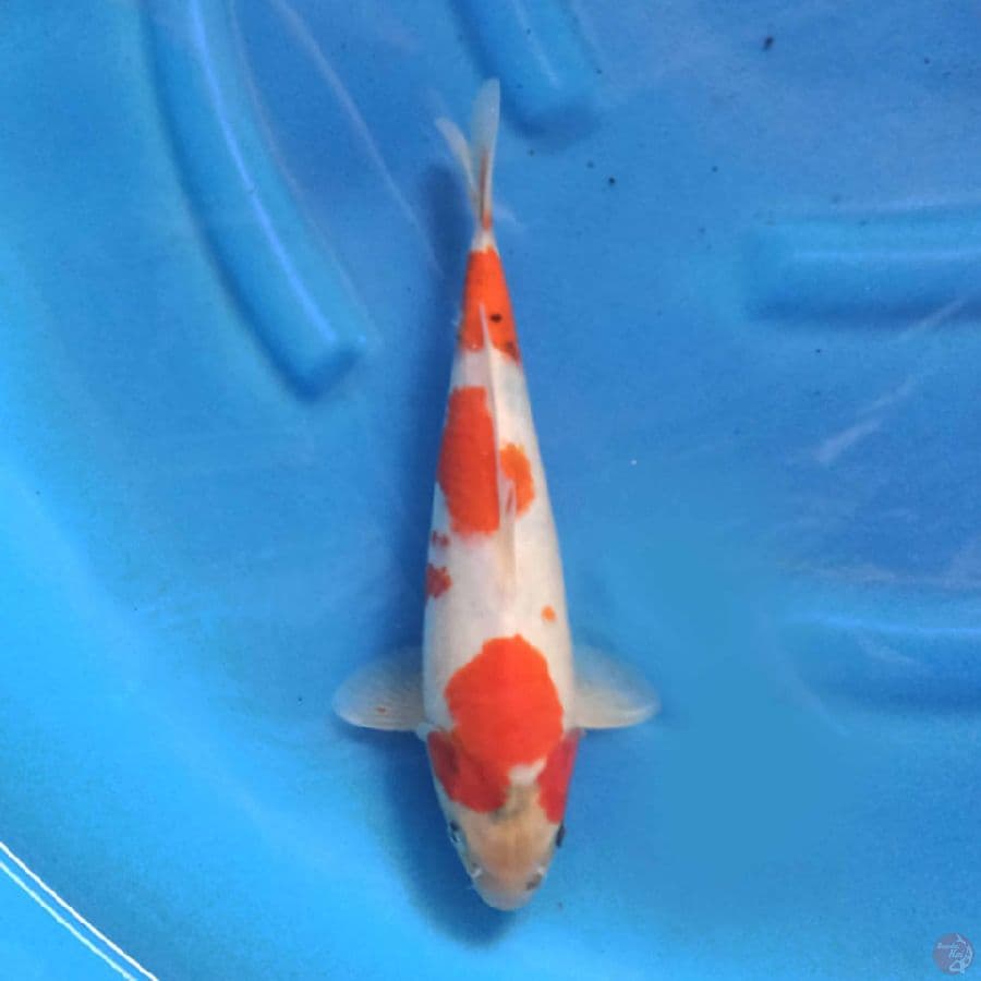 TATEGOI SHOWA 27 cm