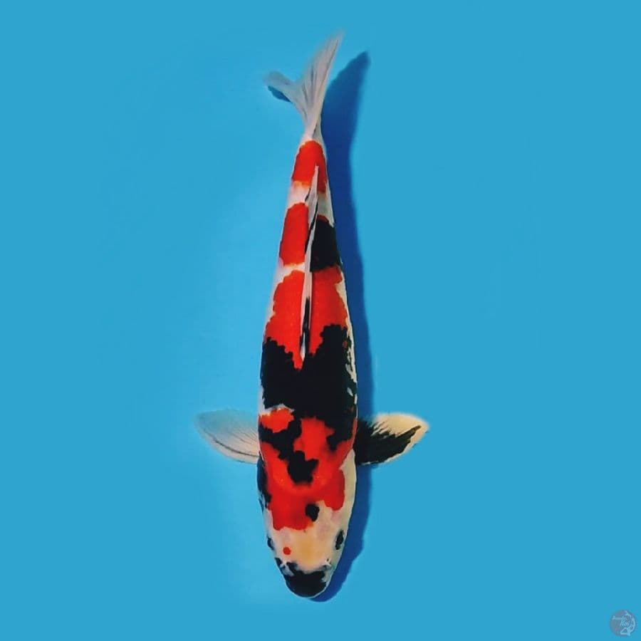 ORIGINAL SHOWA 42CM