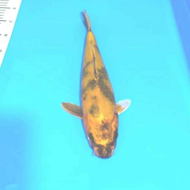 Kin utshuri jumbo 40cm Bu