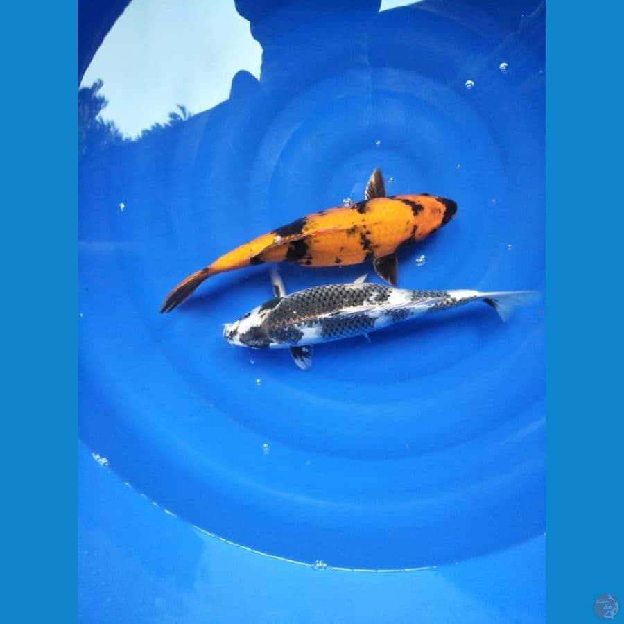 Koi Gin Showa size 36