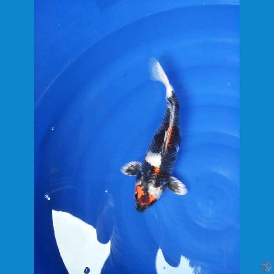 Koi Gin Showa size 36cm