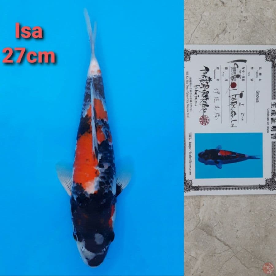 ISA SHOWA 27CM