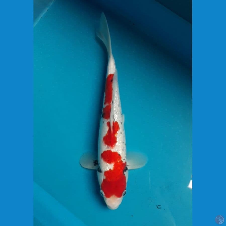 BeniKawabake Ginrin 28 cm
