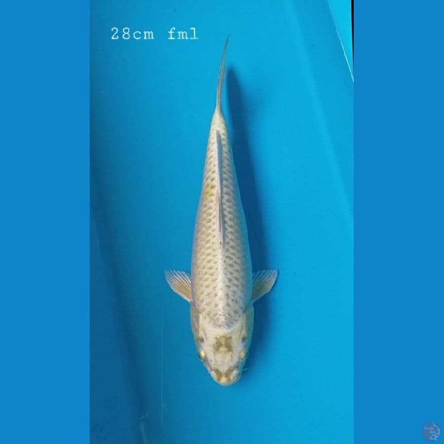 Mokashi ogon 28cm/fml