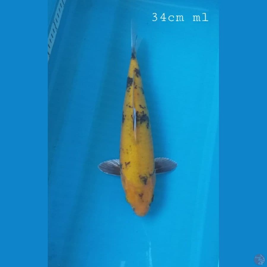 Ki utshuri 34cm/ml