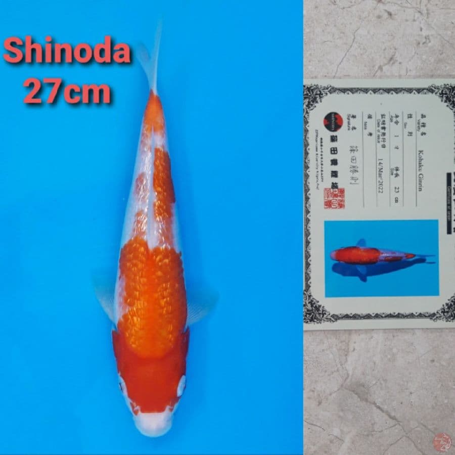 SHINODA KOHAKU GINRIN 27CM