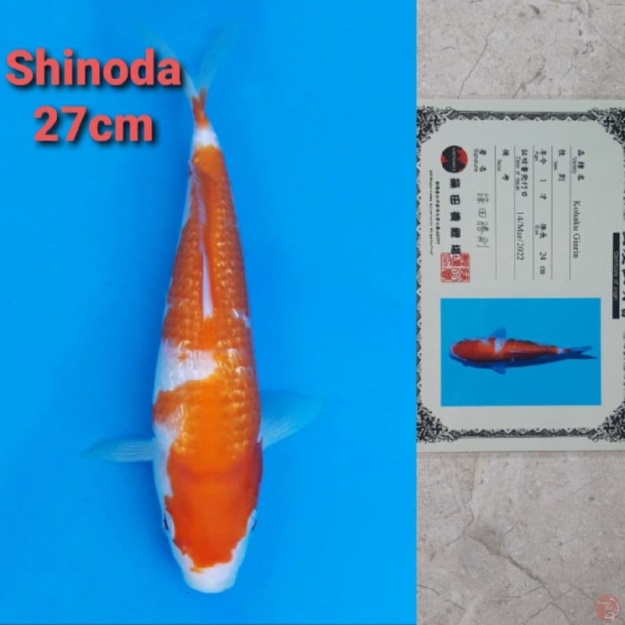 SHINODA KOHAKU GINRIN 27CM