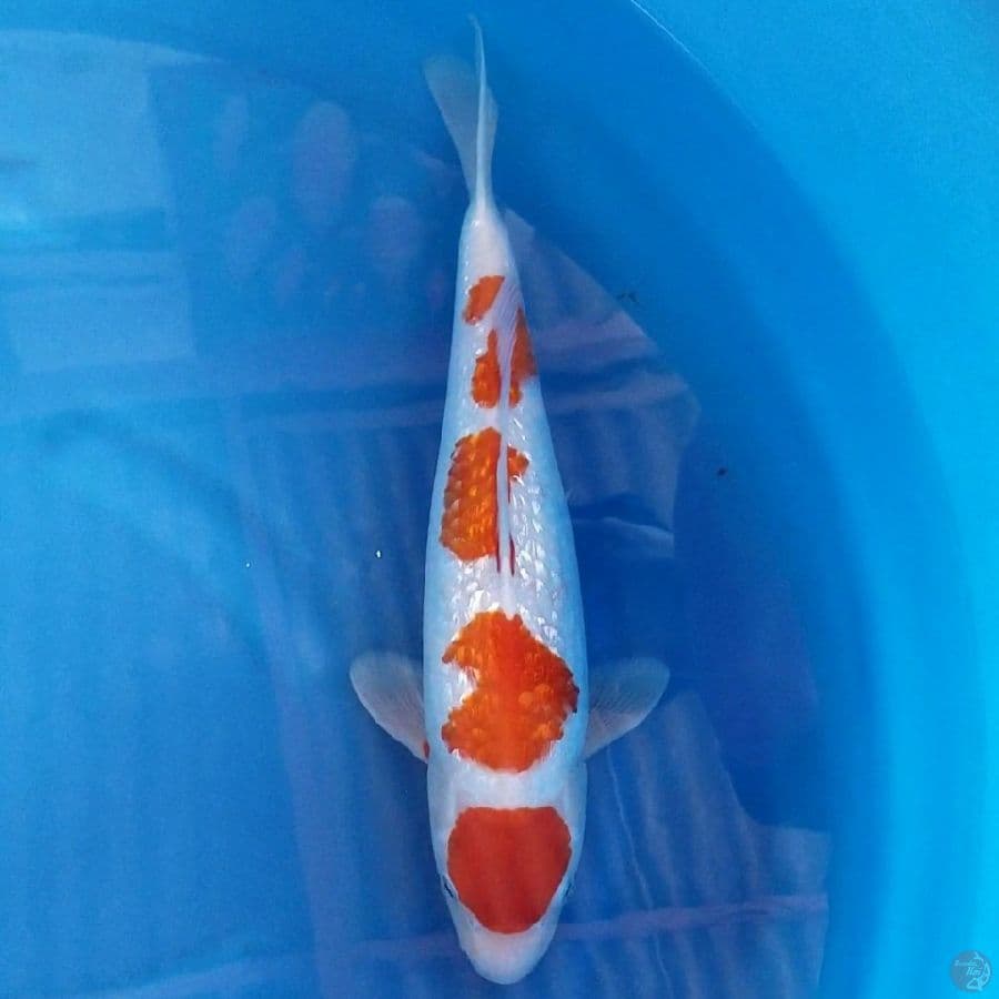 KOHAKU GINRIN 40 CM