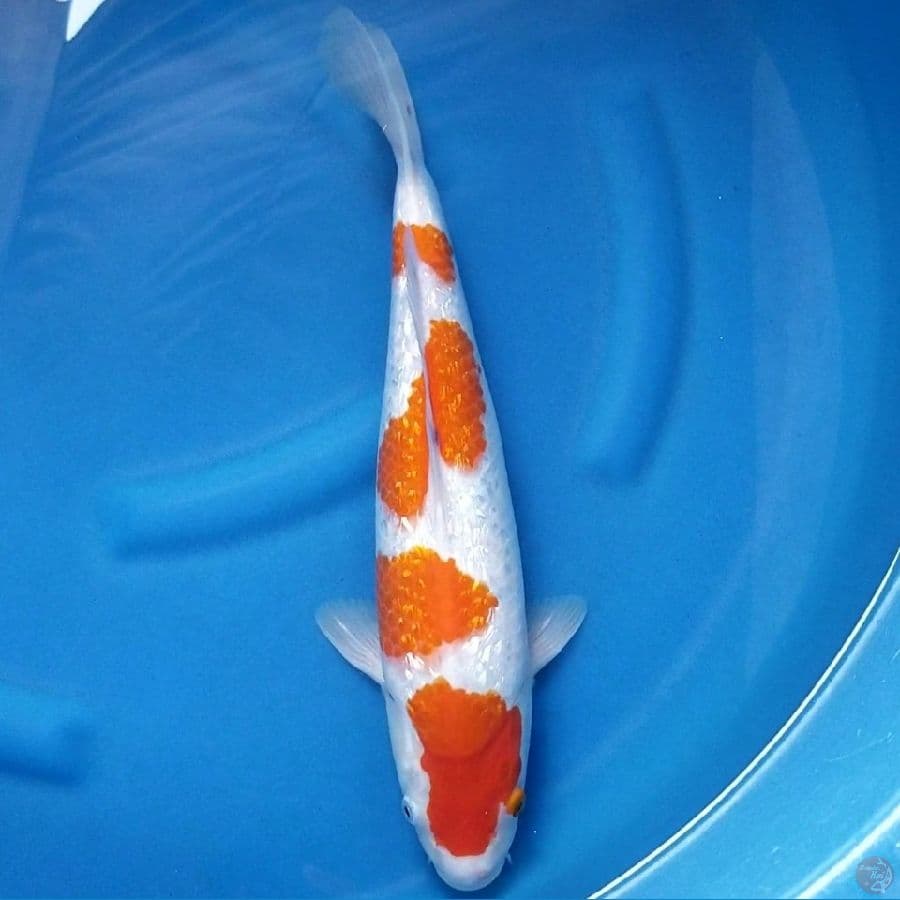 GINRIN KOHAKU 45 BU MALE