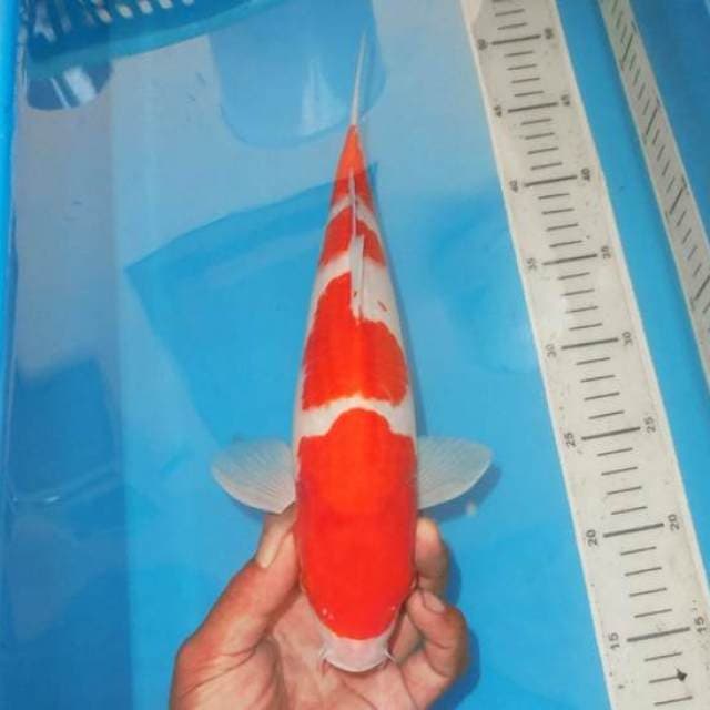 SAKANA YONDAN KOHAKU