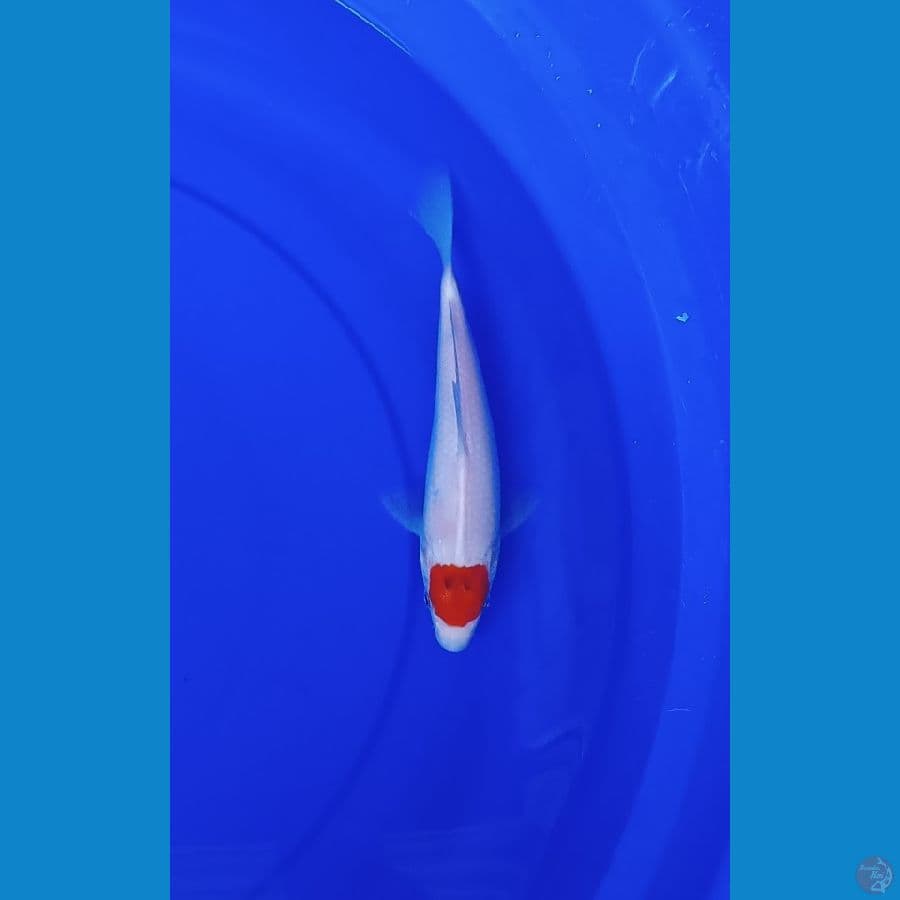 Tancho Kohaku sz 24cm