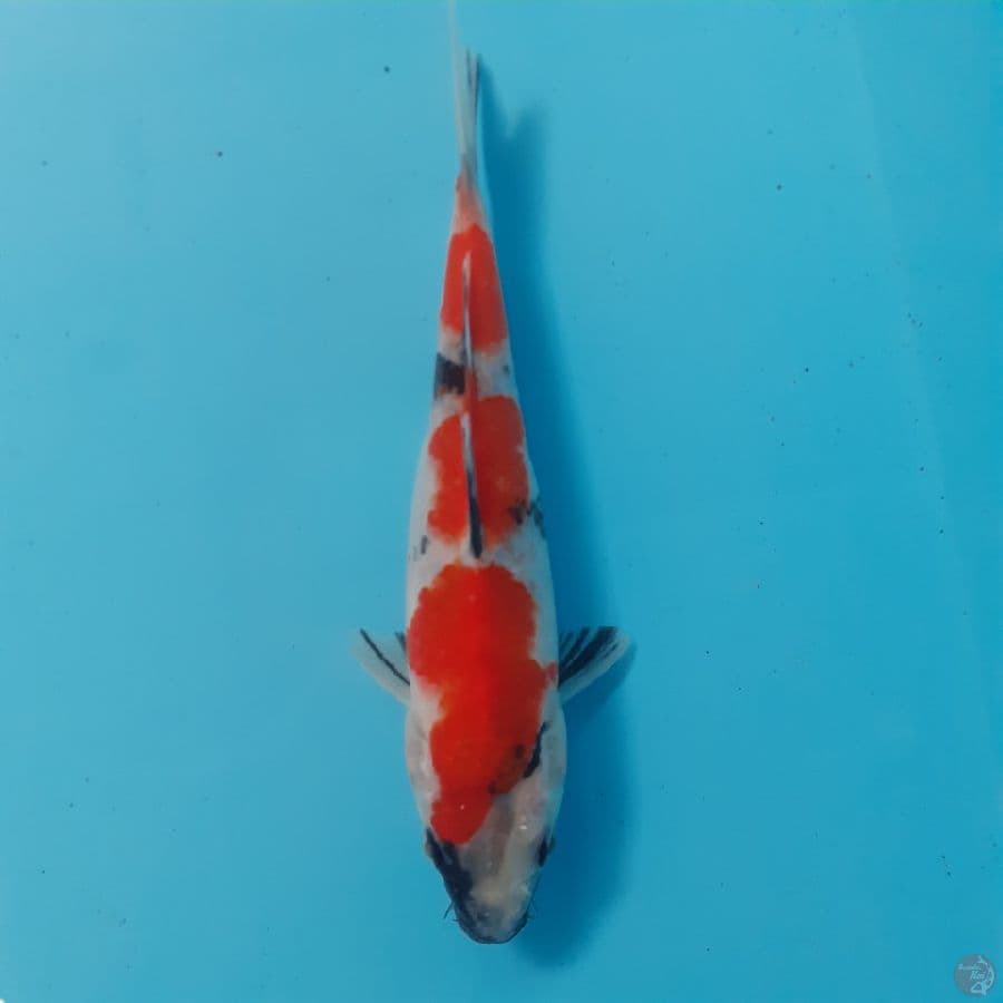 *SHOWA//19 CM*