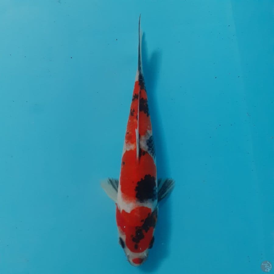 *SHOWA//20 CM*