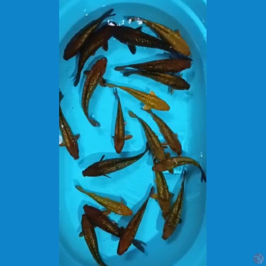 *CHAGOI FULL GINRIN//20 EKOR/17-25 CM*