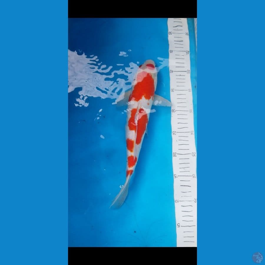 maruten kohaku