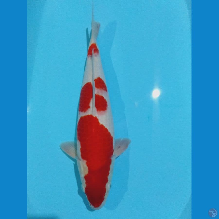 kohaku 38cm(male)