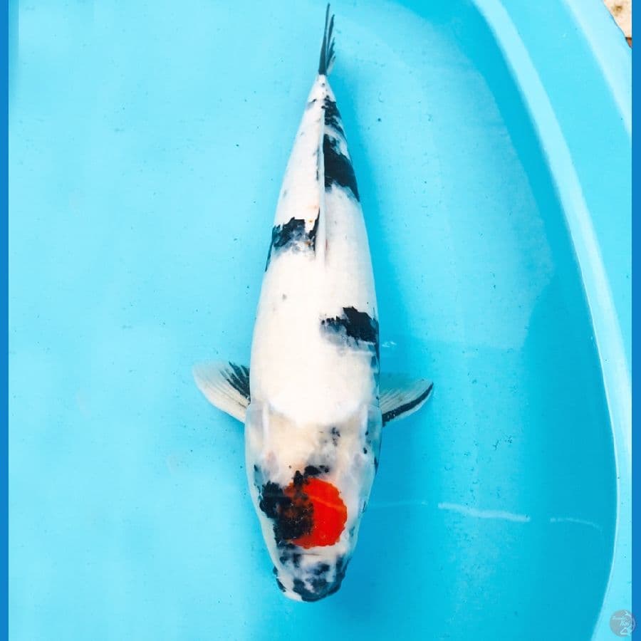tancho showa, fml 50 cm