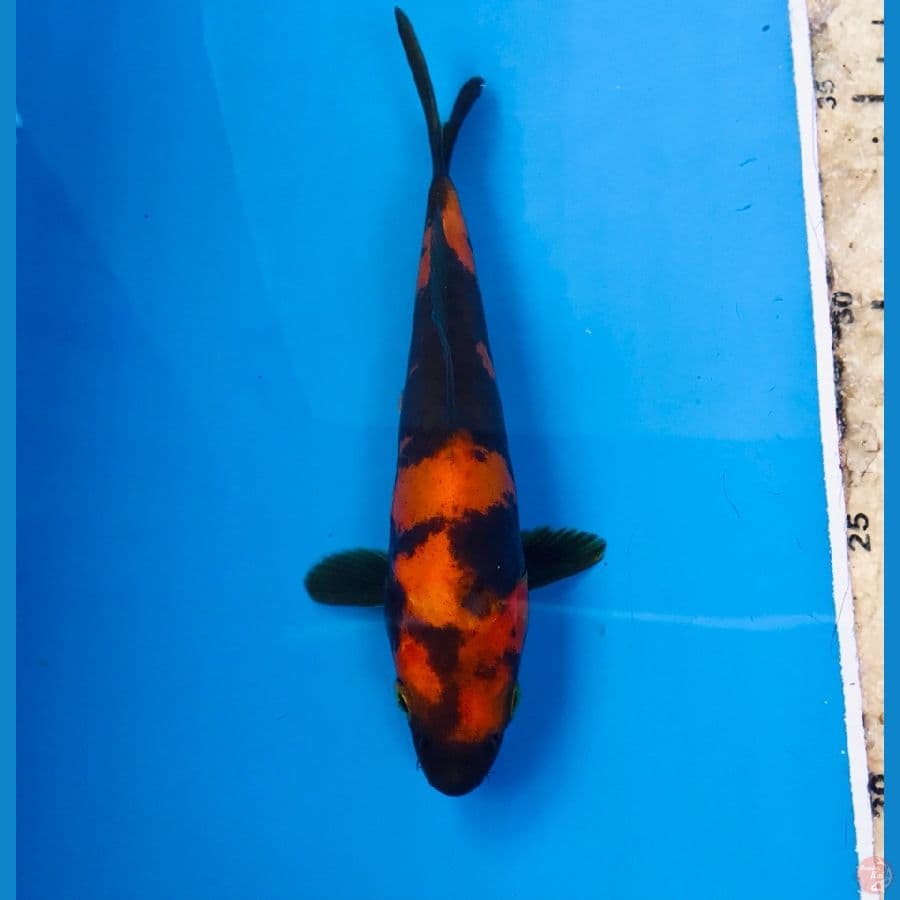 utsuri doitsu, 15 cm