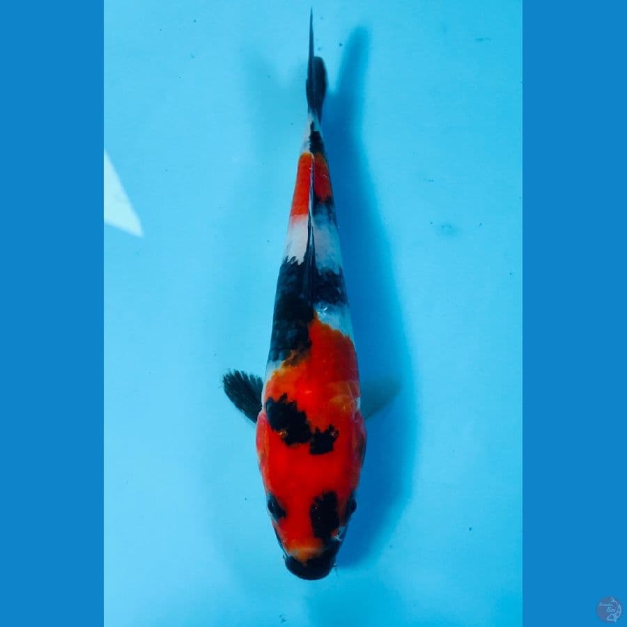 showa, 18 cm