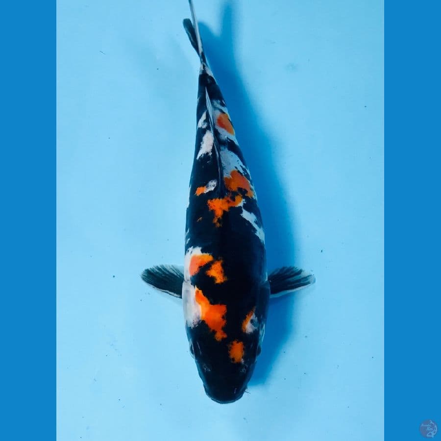 showa doitsu, 21 cm