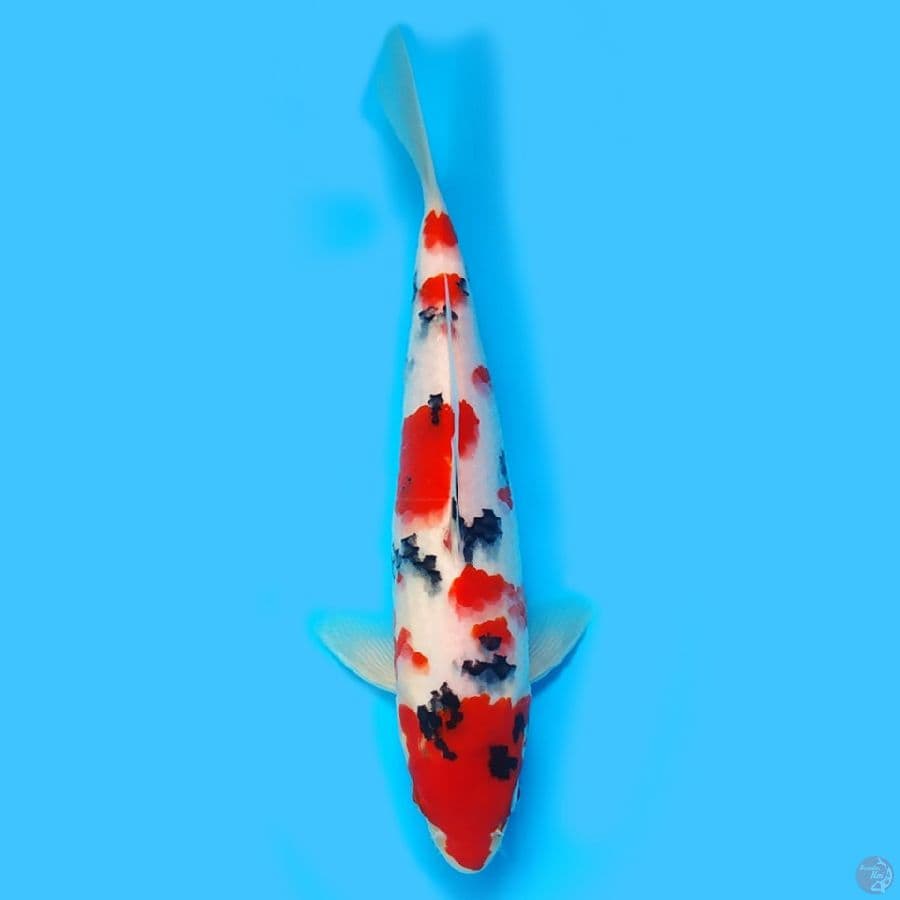 Sanke 25cm sakura Tsubosumi