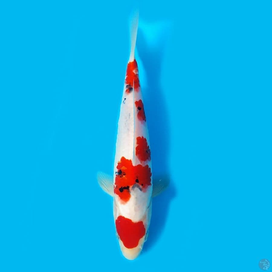 maruten Sanke 22cm