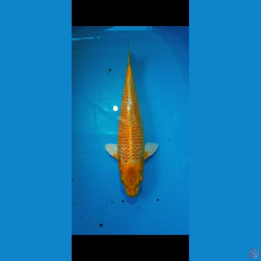 yamabuki ogon