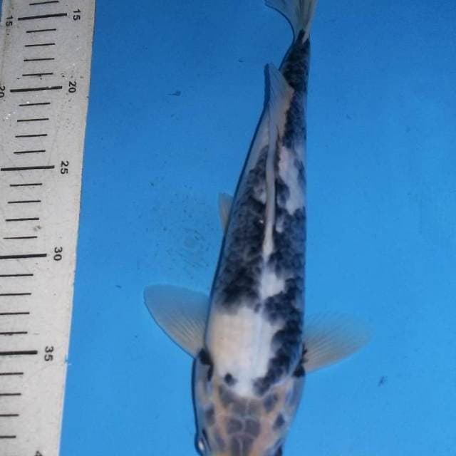 SHIRO ISTIMEWA, panjang 30 cm